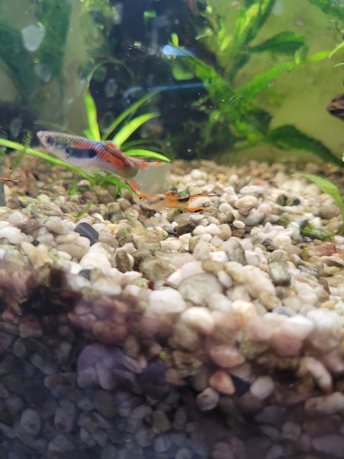Endler guppies gratis, Vis, Zoetwatervis, Schoolvis
