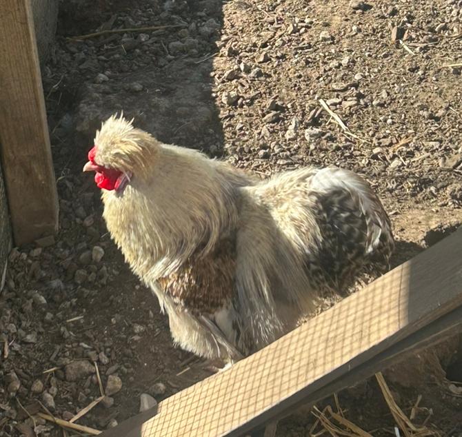 Prachtige zijdehoender haan 1j oud, Mâle, Poule ou poulet