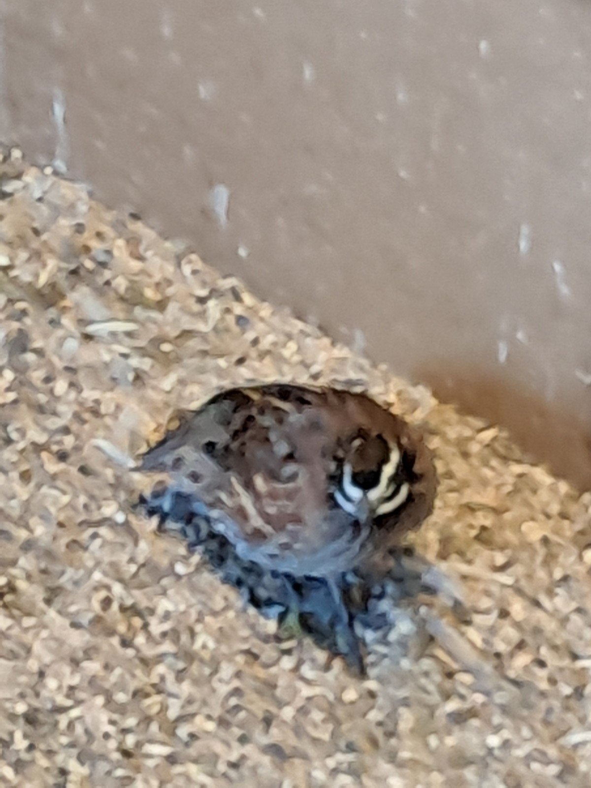 boomkwartel, Dieren en Toebehoren