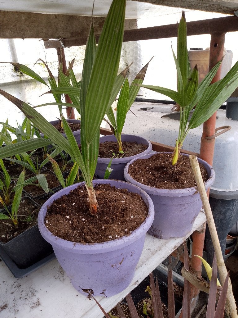 palmboom humilis, Ophalen
