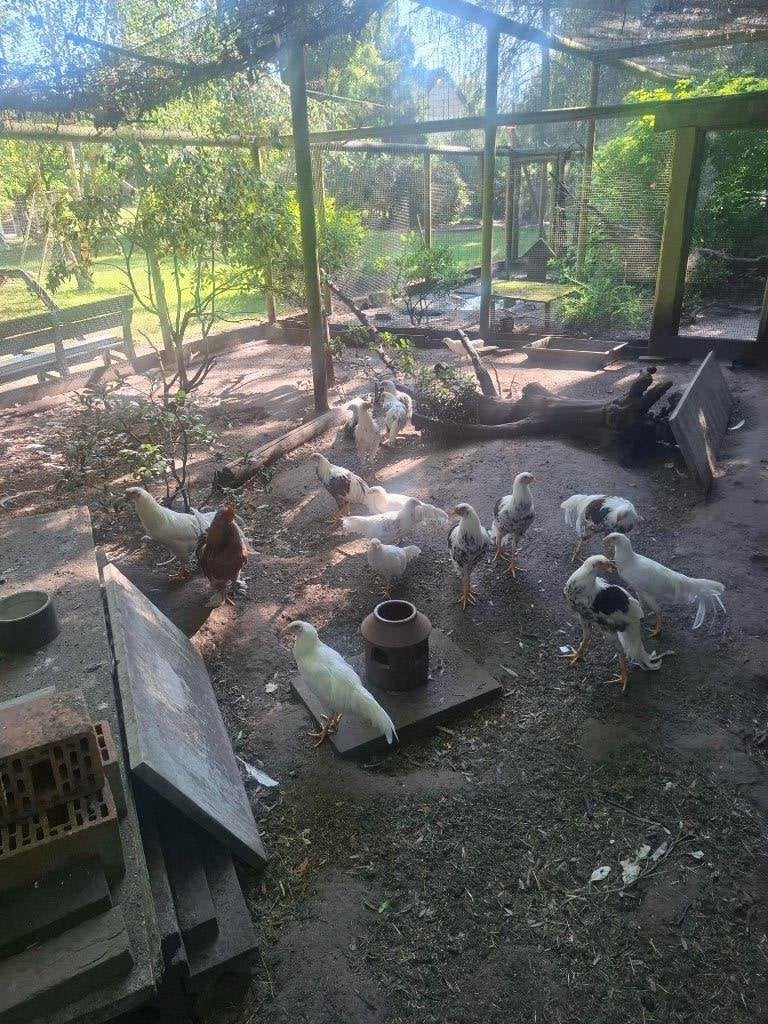 Yokohama kippen (volledig witte en rood geschouderd), Dieren en Toebehoren, Pluimvee, Meerdere dieren, Kip