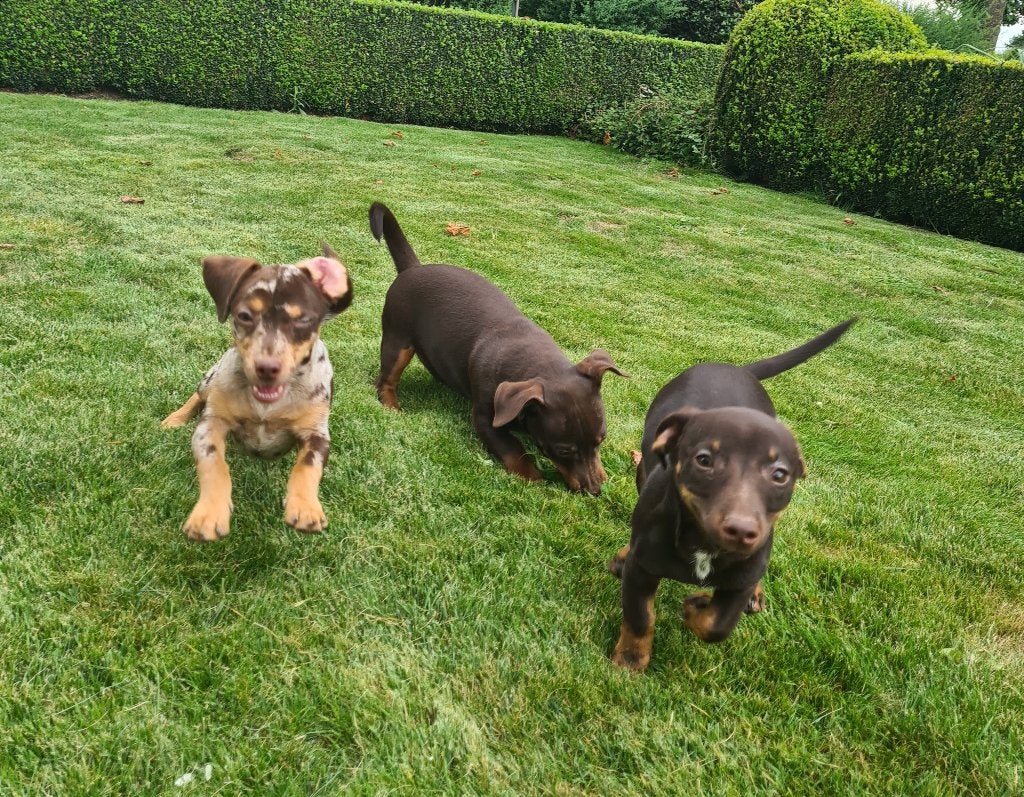 jack russell pups, Dieren en Toebehoren, België, Reu, CDV (hondenziekte), Meerdere