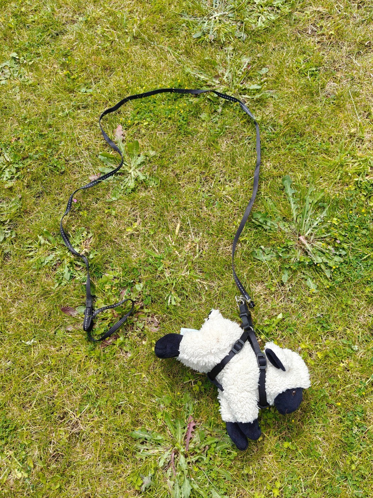 Gareel + leiband voor klein huisdier (konijn, kat,...), Dieren en Toebehoren, Ophalen