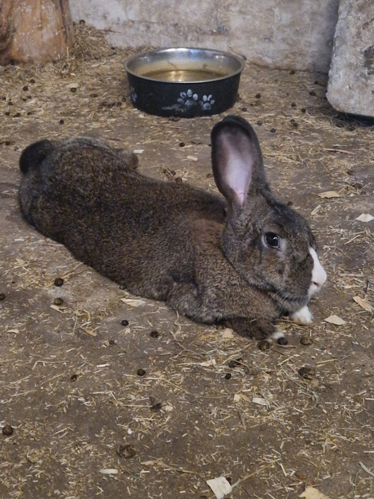 Duitse reus, Dieren en Toebehoren, Konijnen, Vrouwelijk, Middelgroot, 0 tot 2 jaar