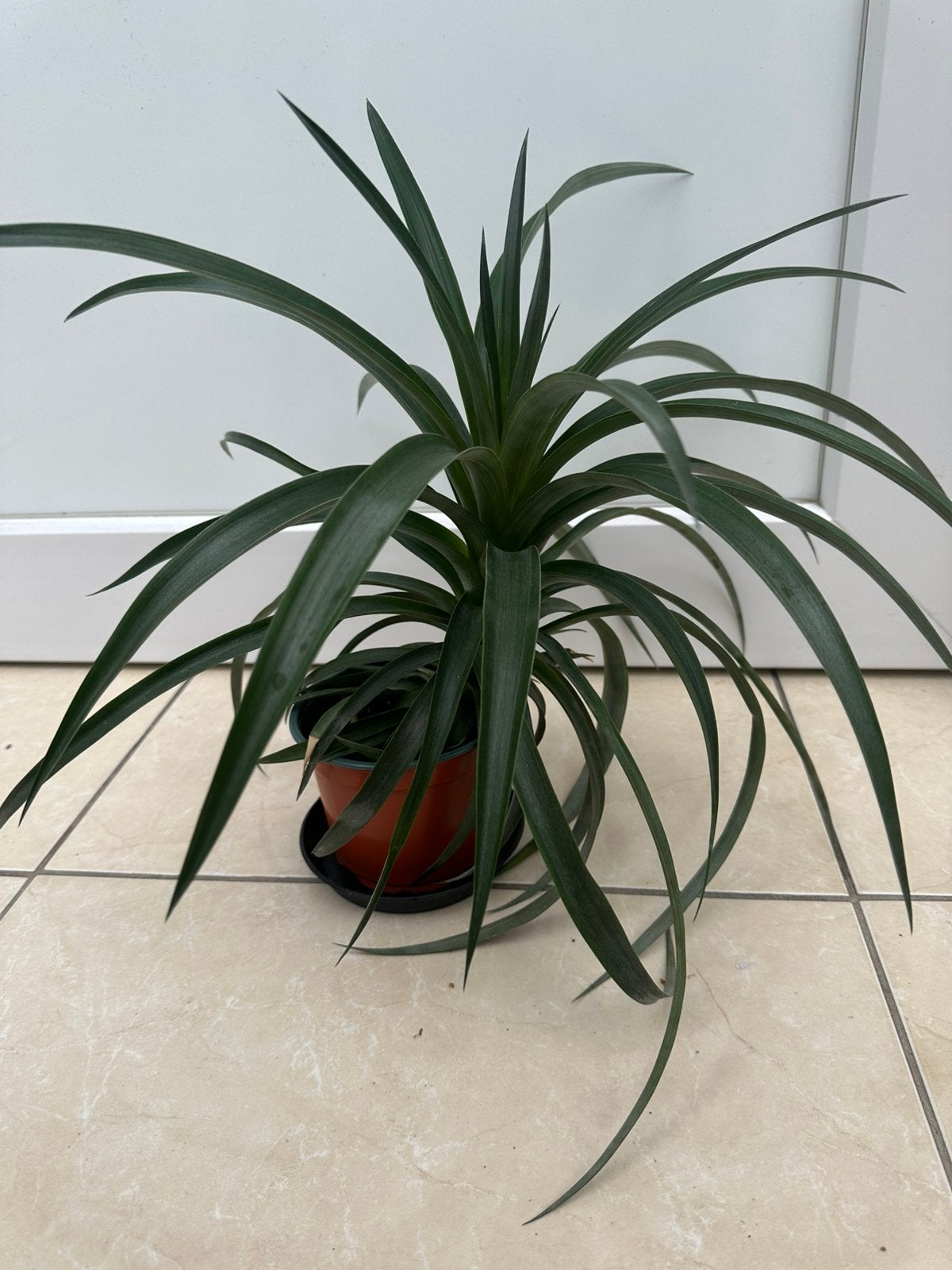 Ananas comosus 'Mi Amigo', Tuin en Terras, Volle zon, Vaste plant, Zomer, Ophalen