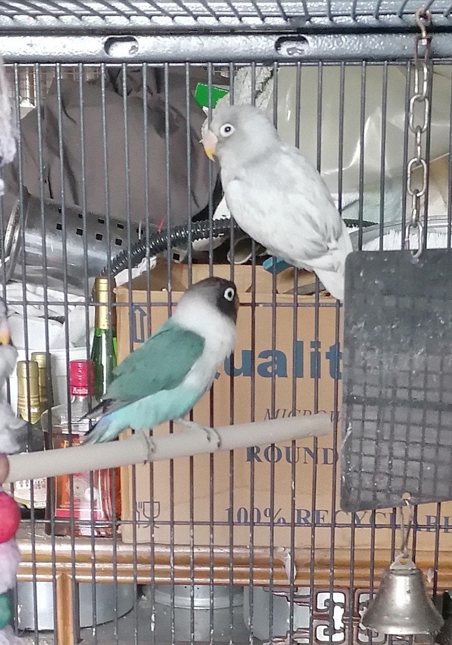 blauw X bont, Dieren en Toebehoren