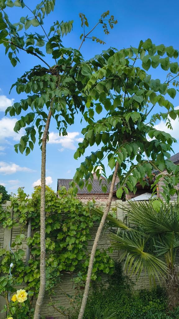 Aralia elata Duivelswandelstok - Engelenboom, Vaste plant, Halfschaduw, Zomer, Ophalen