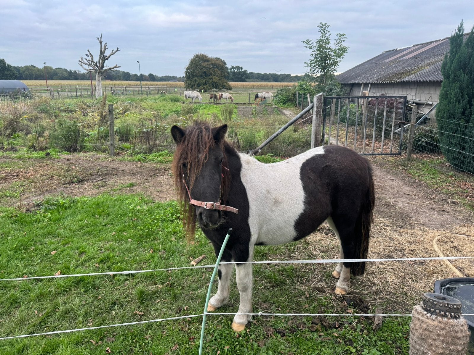 Shetlander merrie, Dieren en Toebehoren, Merrie