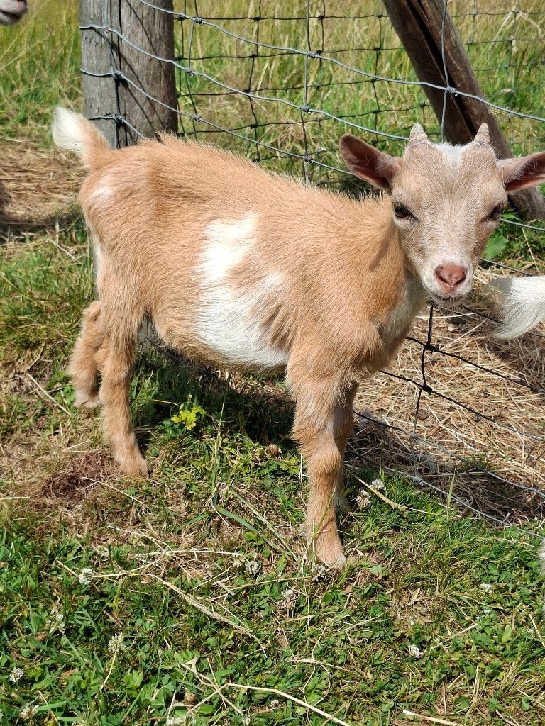 Chèvre naine, Animaux & Accessoires, Mâle, Chèvre, 0 à 2 ans