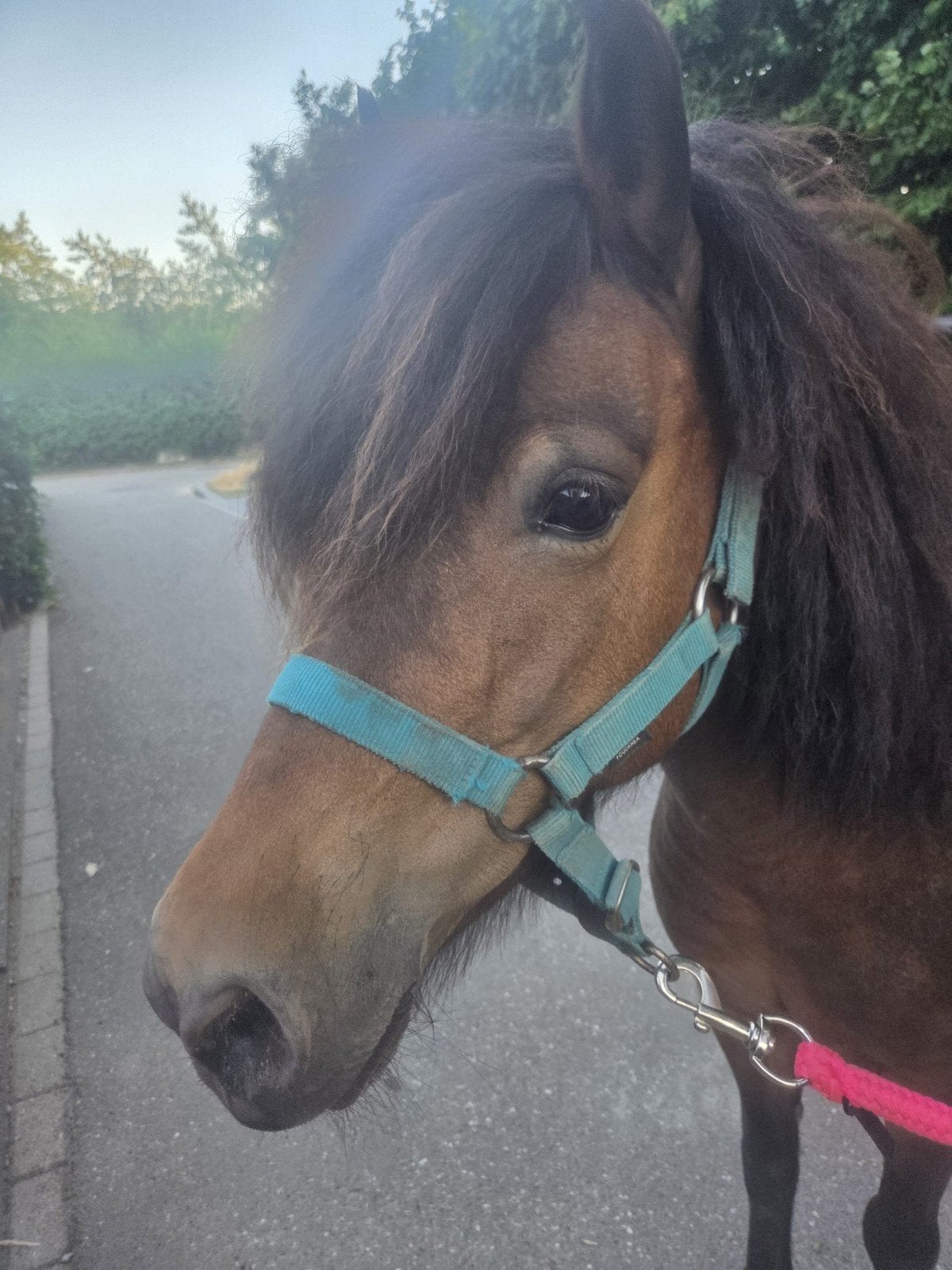 Exmoor merrie mix, Merrie, A pony (tot 1.17m), Recreatiepony, 7 tot 10 jaar