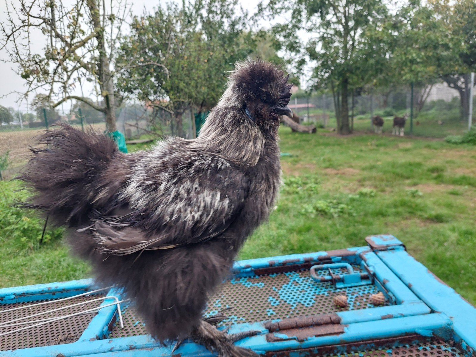 zijdehoen haantje, Dieren en Toebehoren, Mannelijk, Kip