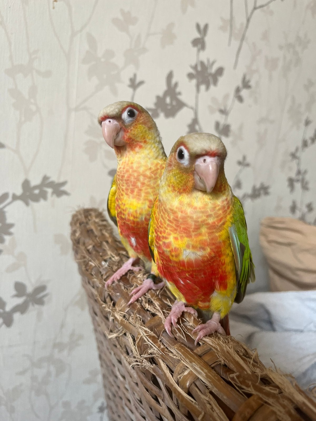 Conure pyrrhura molinea EAM, Animaux & Accessoires, Mâle