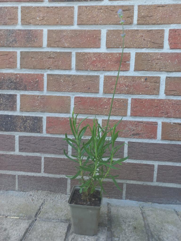 Lavendel munstead, Tuin en Terras, Ophalen