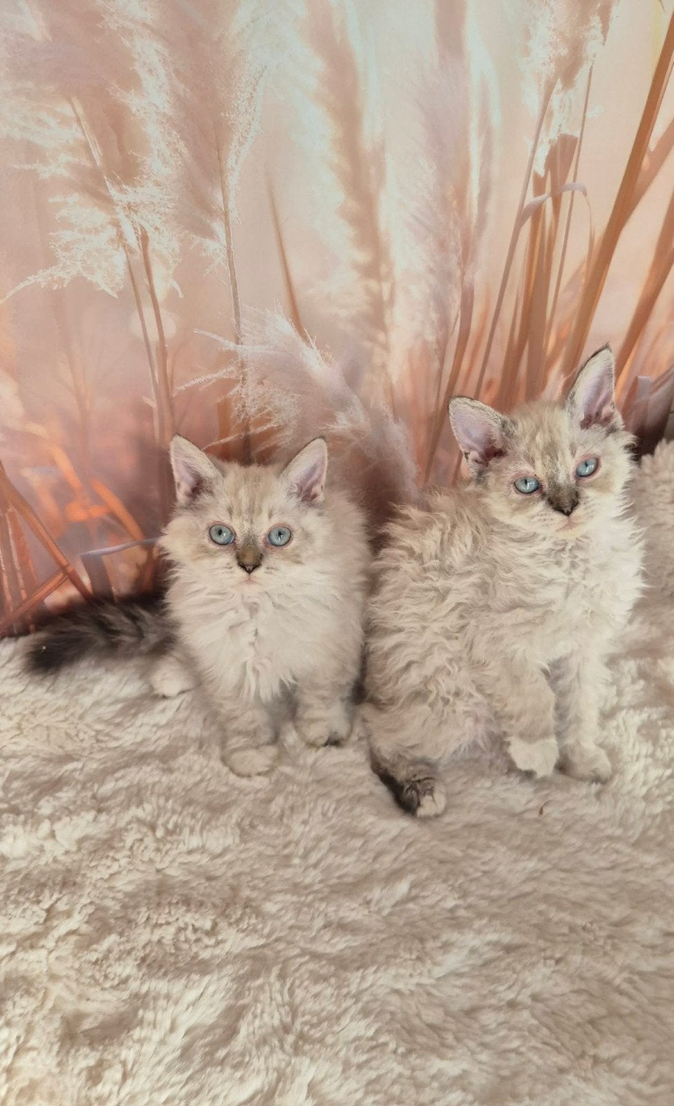 Selkirk Rex, Meerdere dieren, Met stamboom, 0 tot 2 jaar