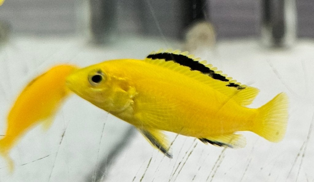 Labidochromis caeruleus yellow malawi cichliden, Vis, Zoetwatervis