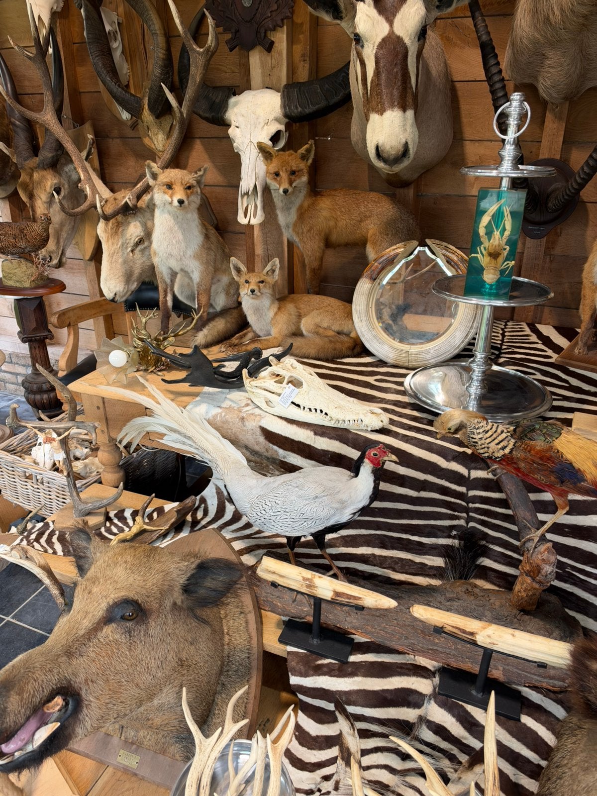 Dieren te koop opgezette, Ophalen