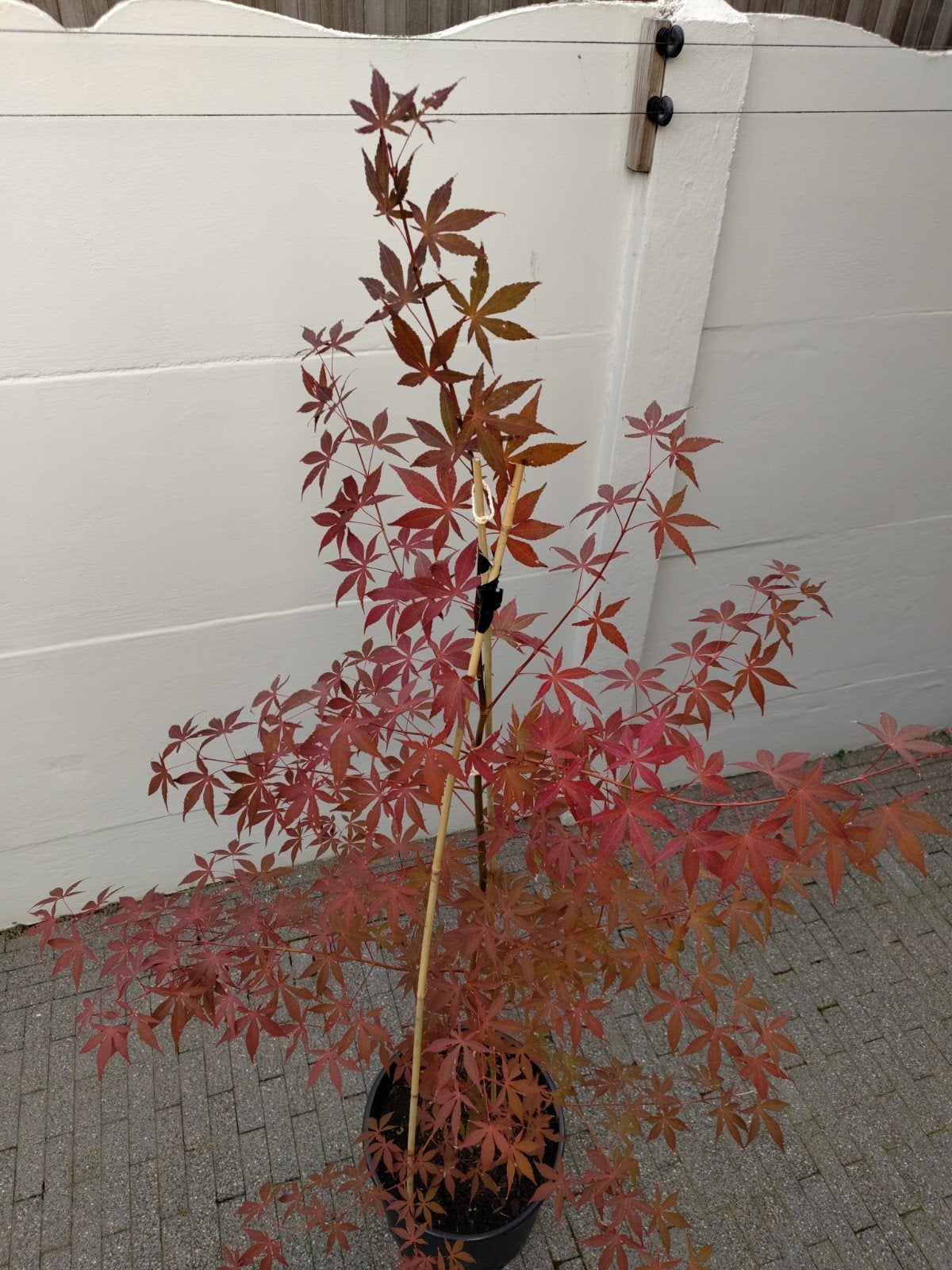 Acer Palmatum 'Long Men', Tuin en Terras, Ophalen, Voorjaar, Halfschaduw