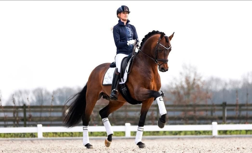 Merrieveulen uit bewezen dressuurlijn, Merrie, 165 tot 170 cm, Dressuurpaard, 0 tot 2 jaar