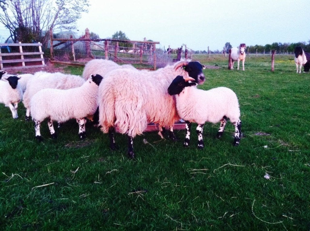 4 Scottish Blackface te koop - Prijs OTK (tel contact), Dieren en Toebehoren, Meerdere dieren, Schaap, 0 tot 2 jaar