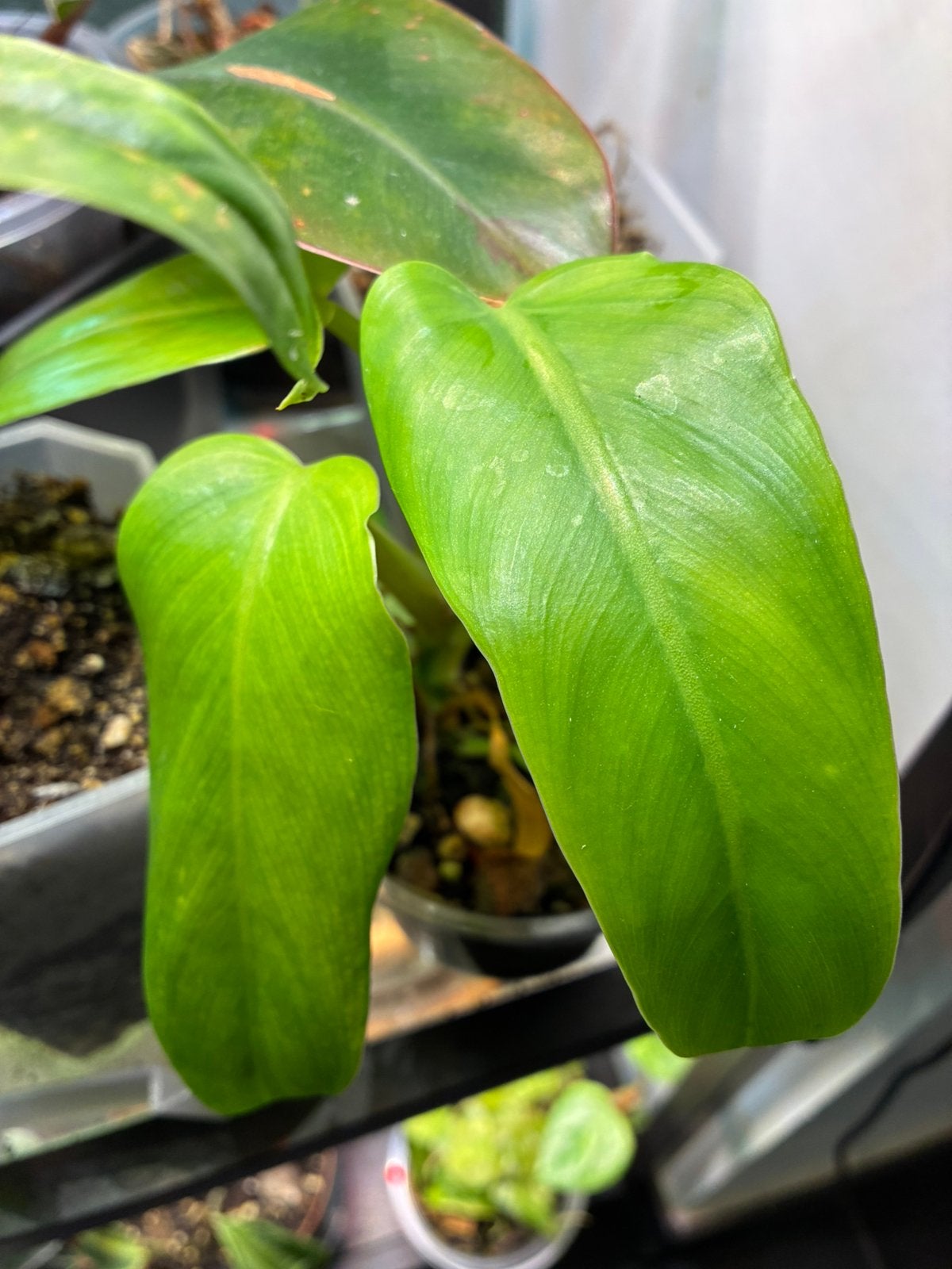 Philodendron Domesticum, Maison & Meubles, Plantes d'intérieur, Autres espèces, En pot, Moins de 100 cm, Plante verte