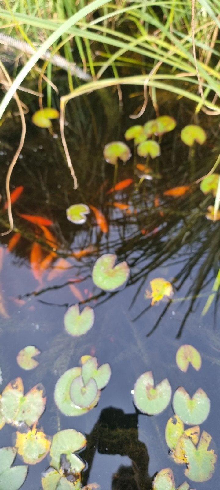 poissons rouges bassin, Jardin & Terrasse, Enlèvement, Neuf