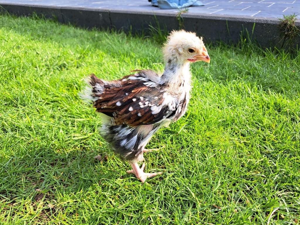 2 haantjes Orpington porcelein., Dieren en Toebehoren