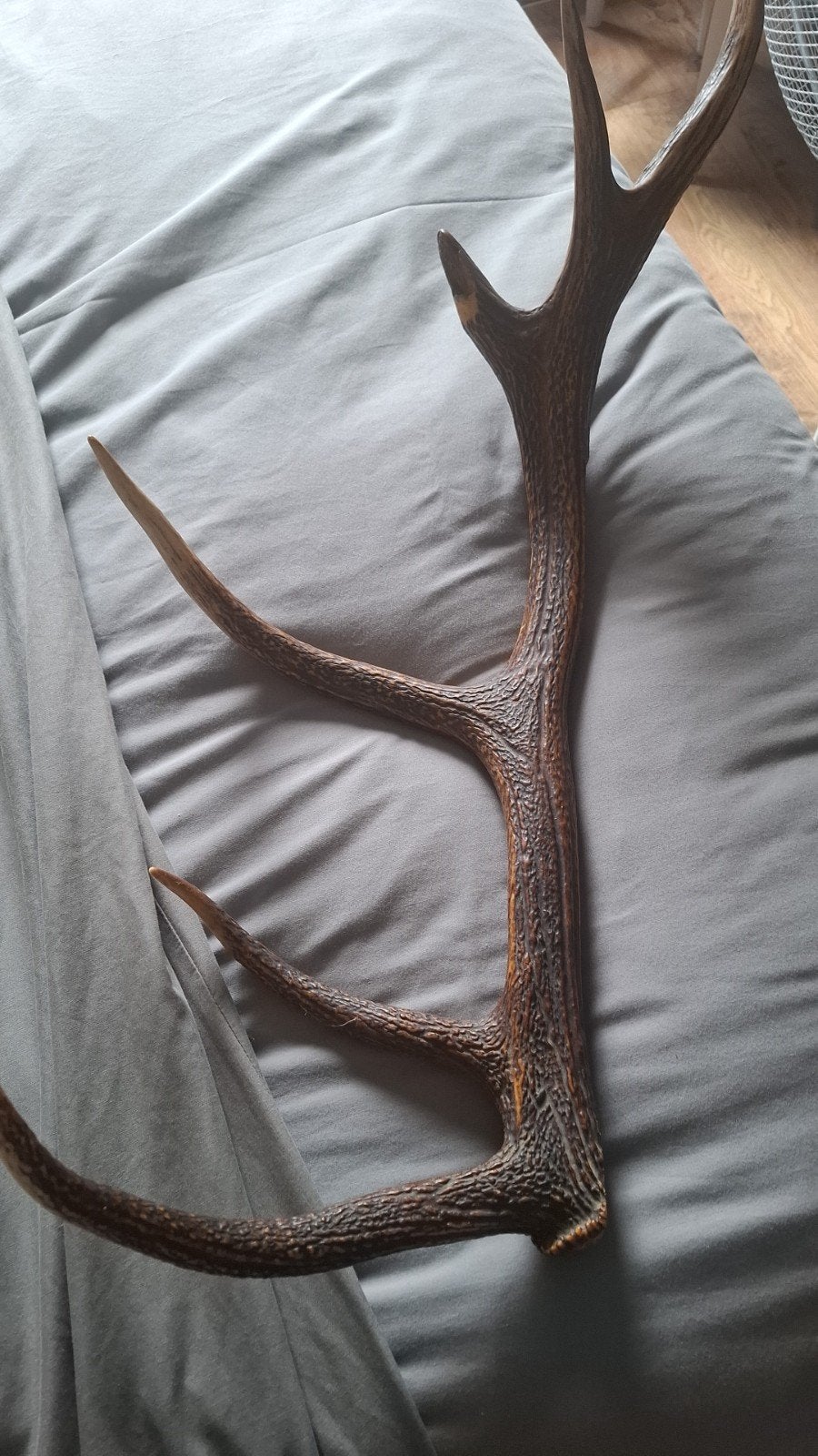 Bois de cerf, Collections, Enlèvement