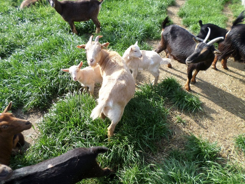 dwerggeiten, Animaux & Accessoires, Moutons, Chèvres & Cochons