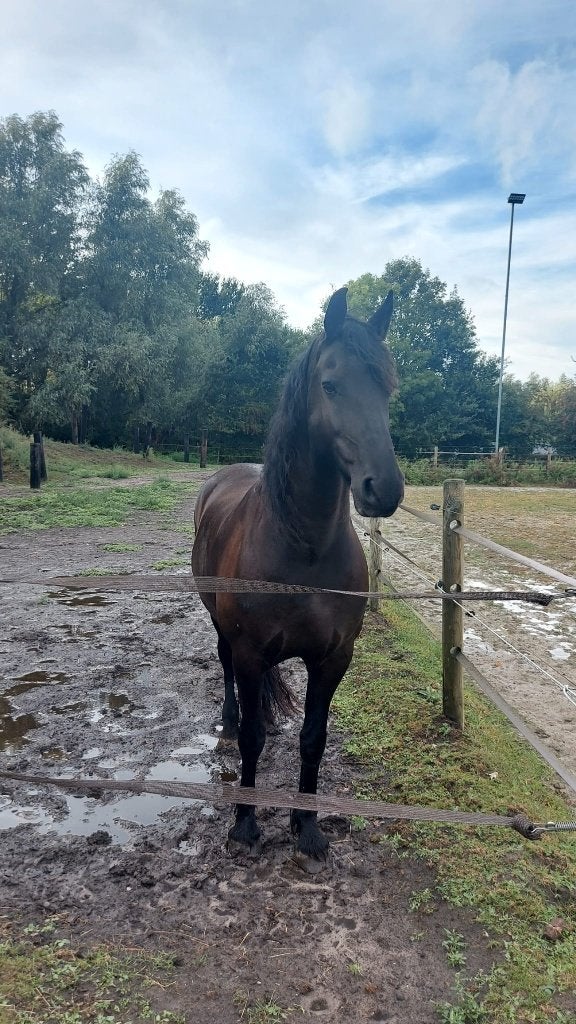 Bijrijdpaard aangeboden te Kalken, Dieren en Toebehoren, Ruin, L, 160 tot 165 cm, 11 jaar of ouder