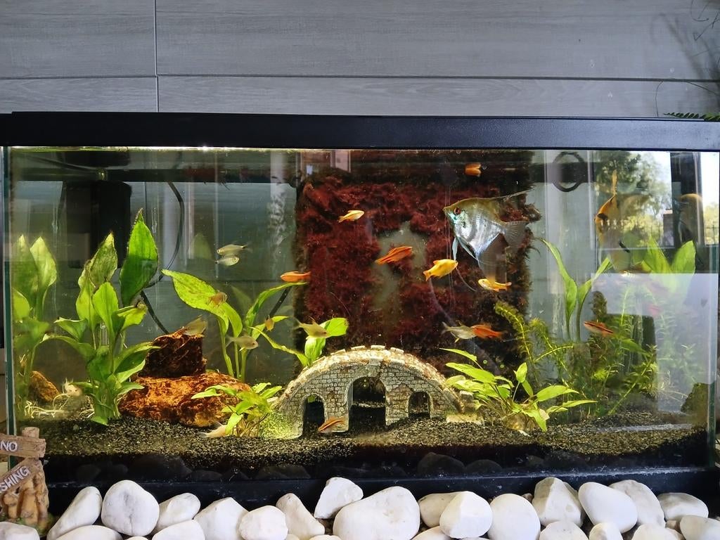 Aquarium 60 l avec poissons, Enlèvement