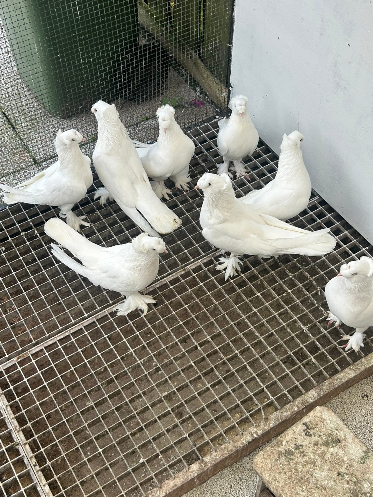 Takla duiven, Dieren en Toebehoren, Overige soorten