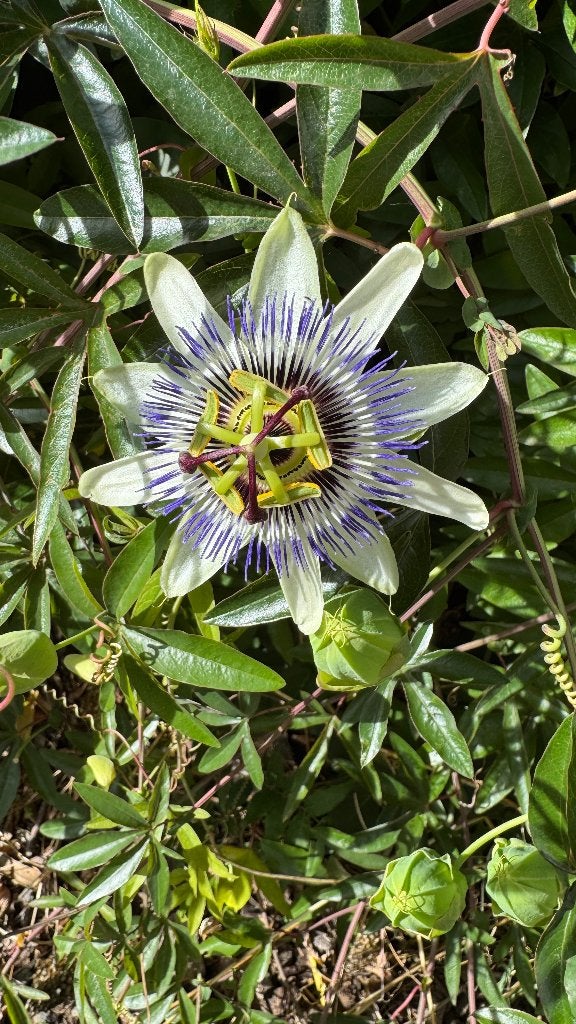 Flore de la passion, vigne grimpante, rustique, Jardin & Terrasse, Plein soleil, Été, Enlèvement, Plante fixe