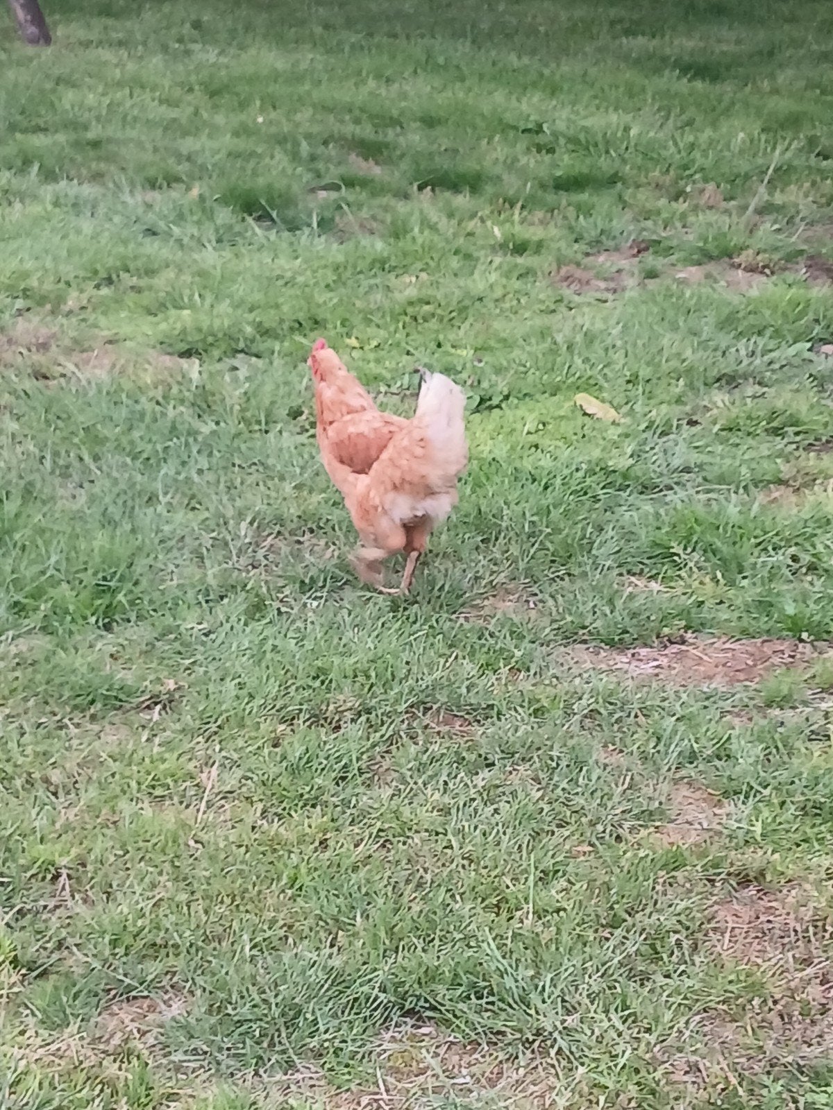 Mooie gezonde bruine legkip