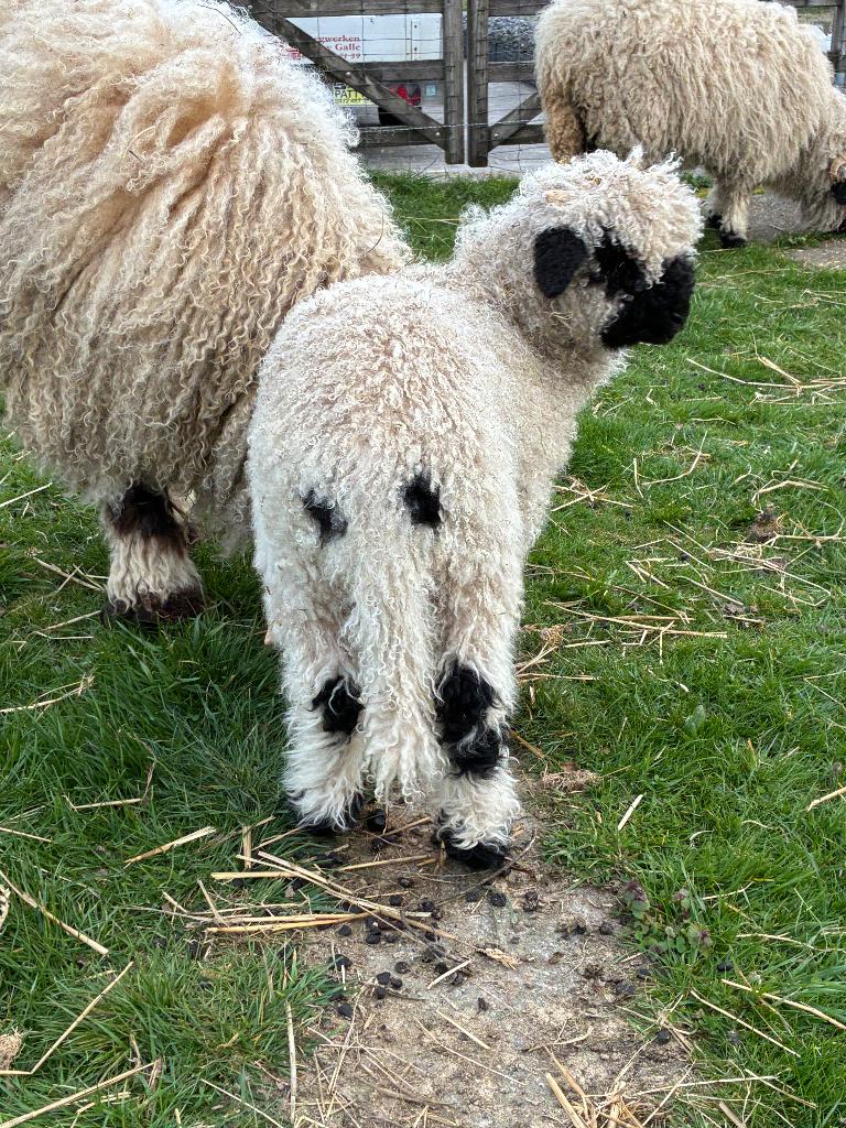 Walliser scharznase ooilam, Dieren en Toebehoren, Vrouwelijk, Schaap, 0 tot 2 jaar