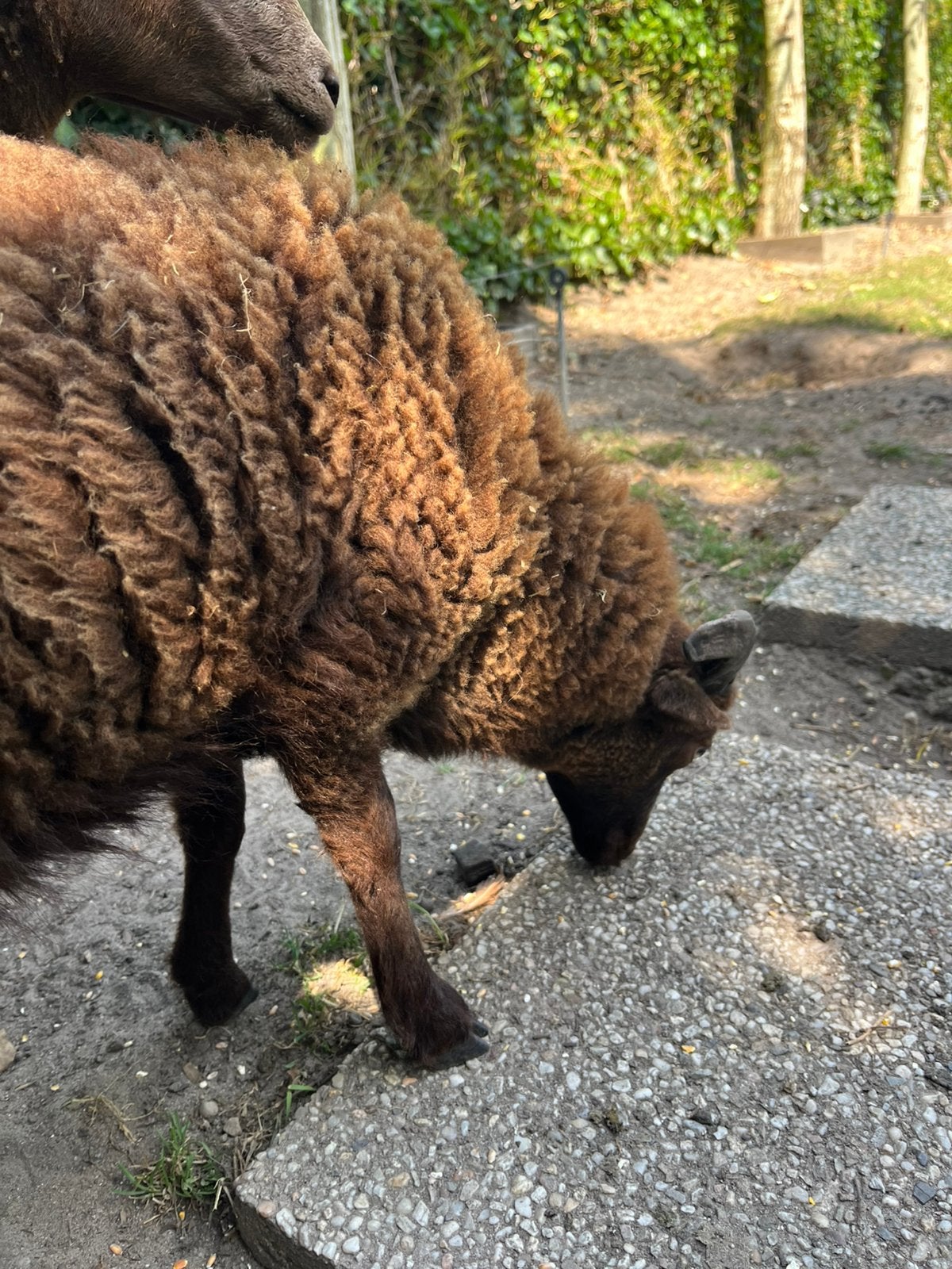 Bruin ouessant bokje te koop, Dieren en Toebehoren