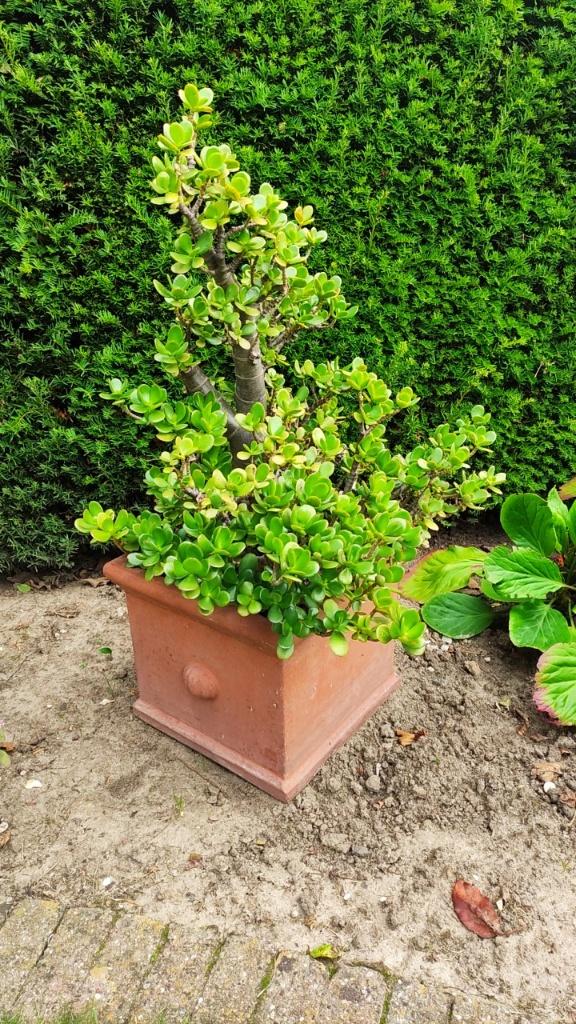 Plant Jadeplant (Crassula Ovata) in terracottapot, Jardin & Terrasse, Plantes | Jardin, Enlèvement, Plante fixe, Autres espèces