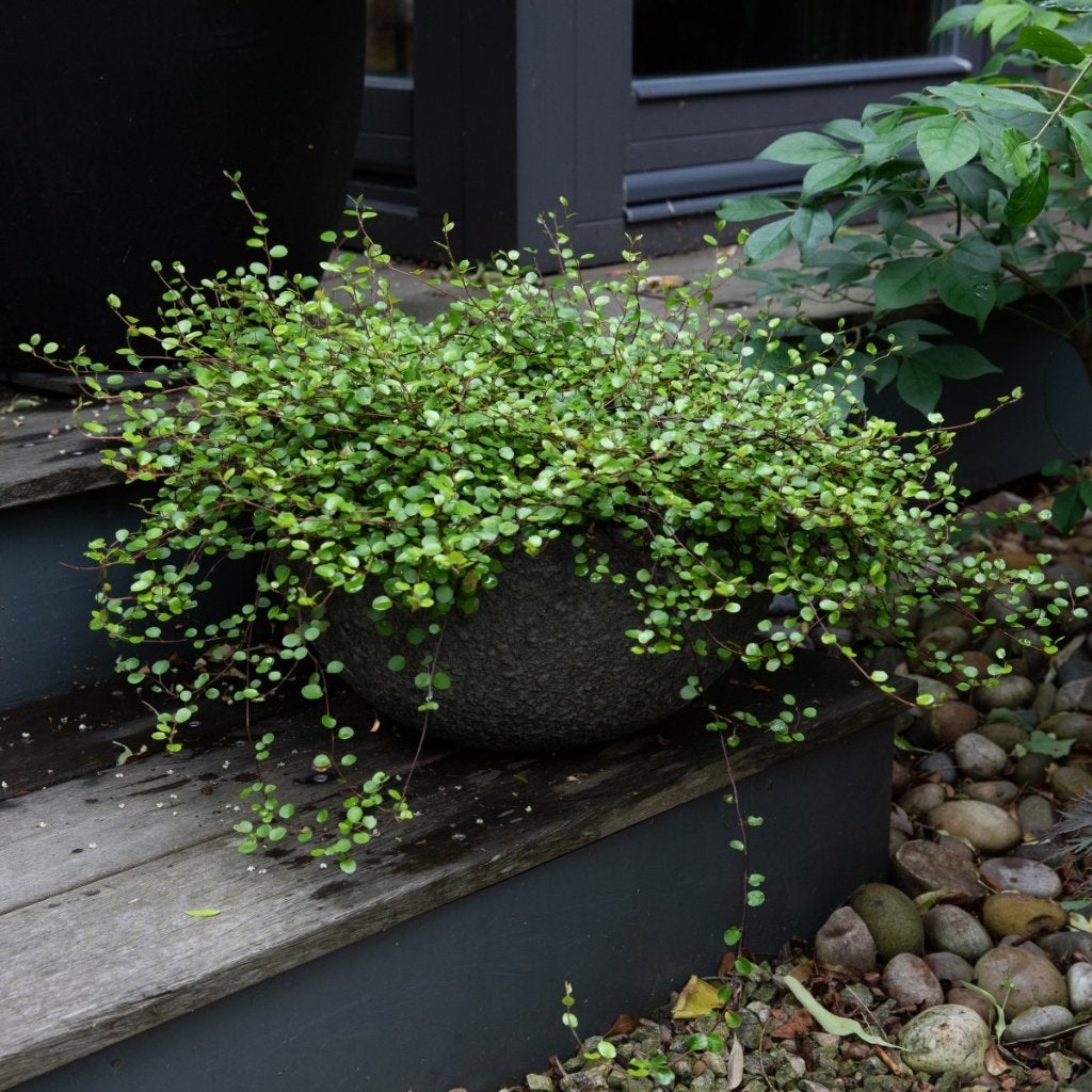 Complexe de Muehlenbeckia, Jardin & Terrasse, Enlèvement, Été, Plante fixe, Mi-ombre