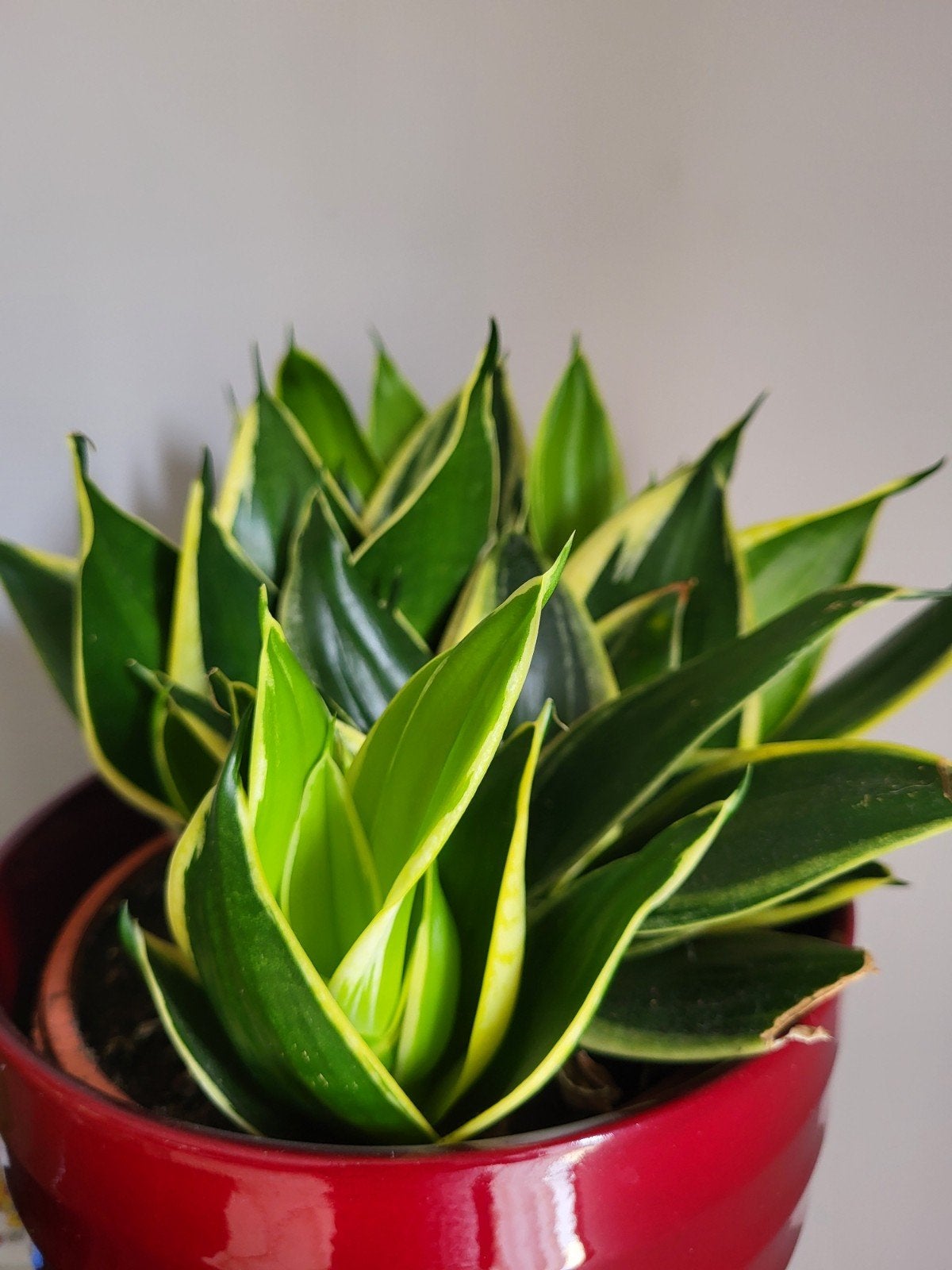 Agave Americana, Ophalen