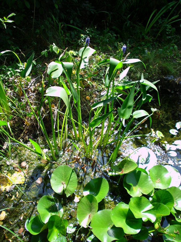Pontédéries à feuilles lancéolées. Plantes d'étang., Enlèvement