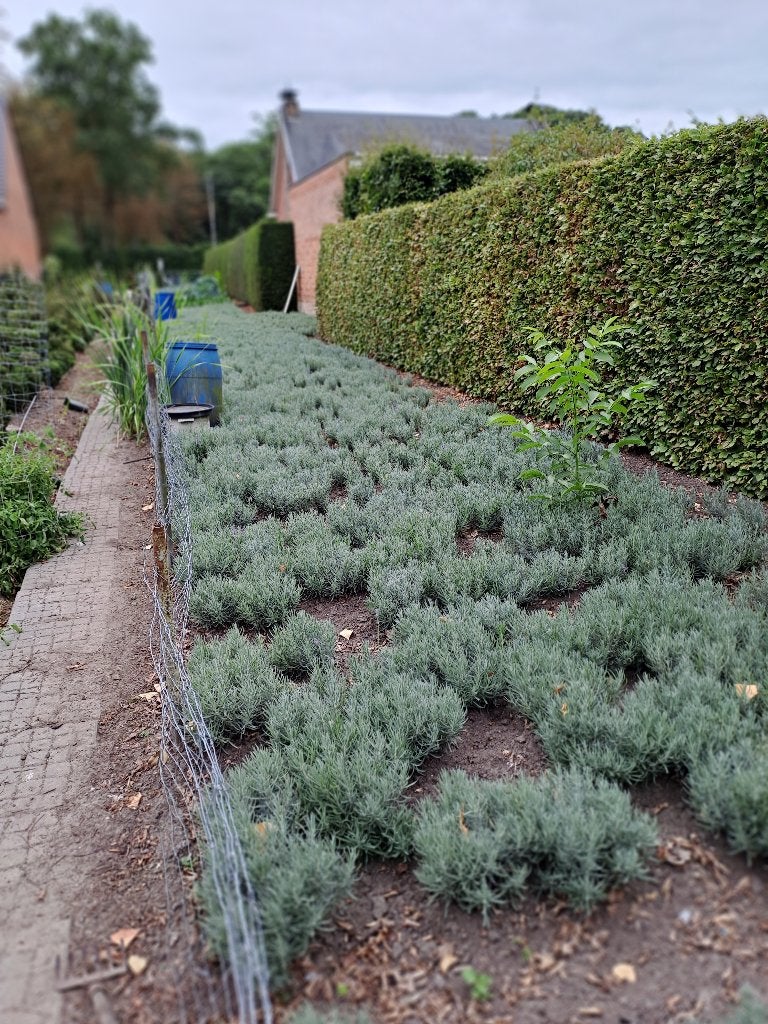 mooie dikke bossen lavendel vanaf 1€, Tuin en Terras, Volle zon, Vaste plant, Lente, Ophalen