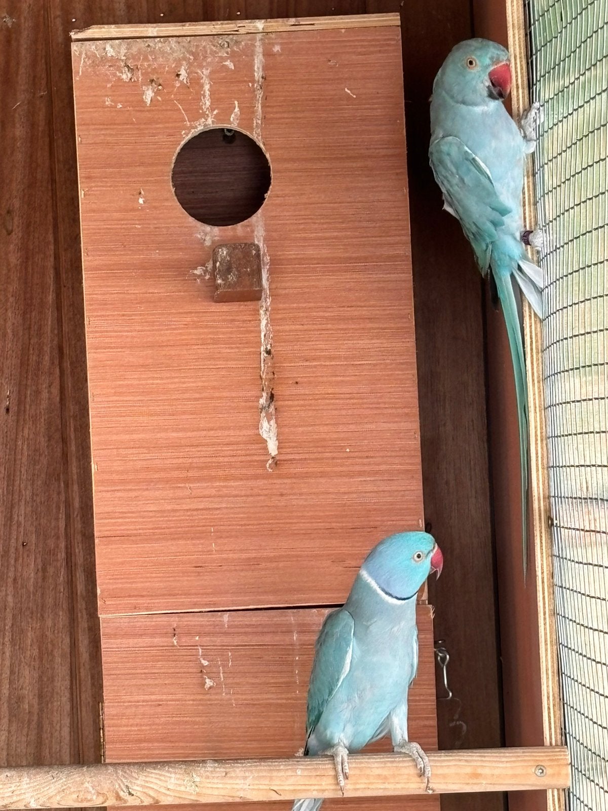 Koppel halsbanden 5jaar, Dieren en Toebehoren, Vogels | Overige Vogels
