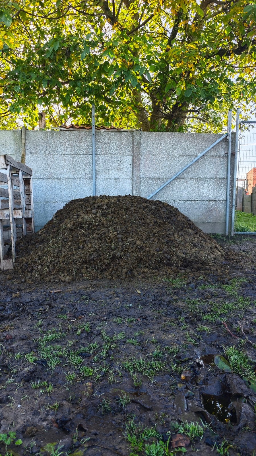 Gratis paardenmest te Leeuwergem / Zottegem, Tuin en Terras, Ophalen, Compost
