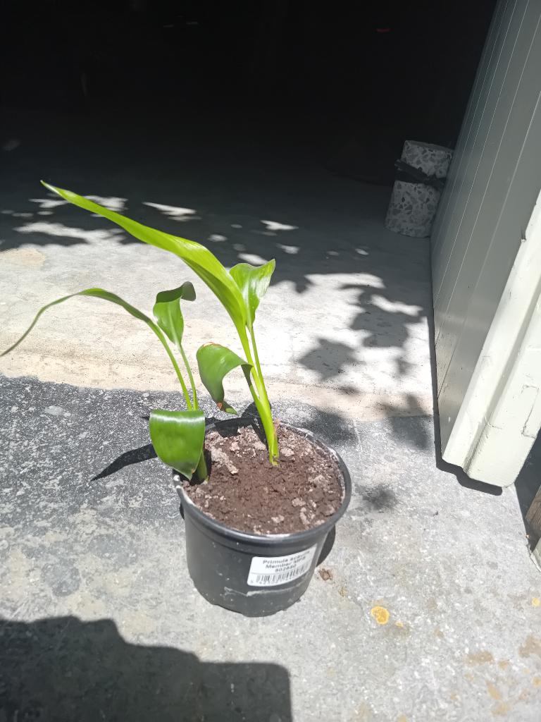 Strelitzia nicolaï, Ophalen