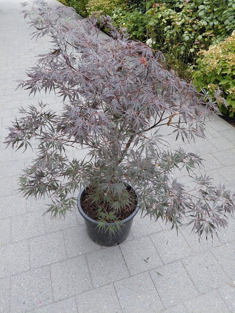 Acer Dissectum Garnet, Jardin & Terrasse, Plantes | Jardin, Mi-ombre, Enlèvement