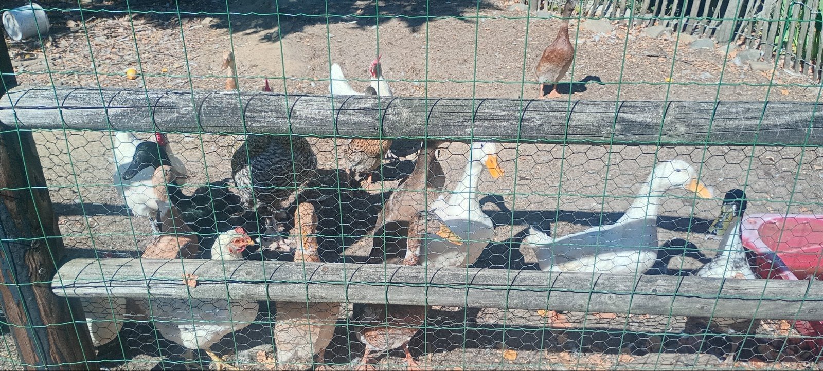 groep eenden verschillende rassen, Dieren en Toebehoren, Meerdere dieren, Eend