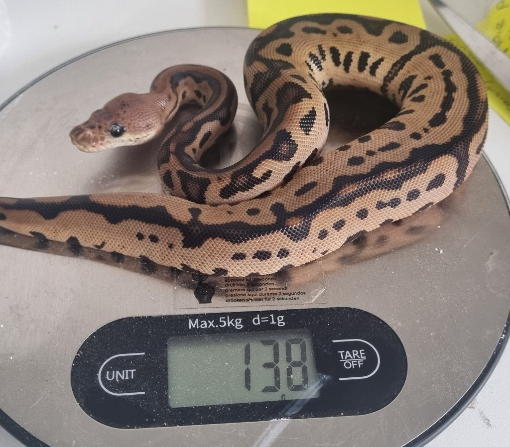 0.1 black pastel batman (od) 66% het piebald Ball Python photo 3