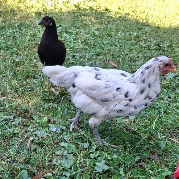 4 leghennen te koop ( andalusier kruisingen) maart 26, Vrouwelijk, Kip