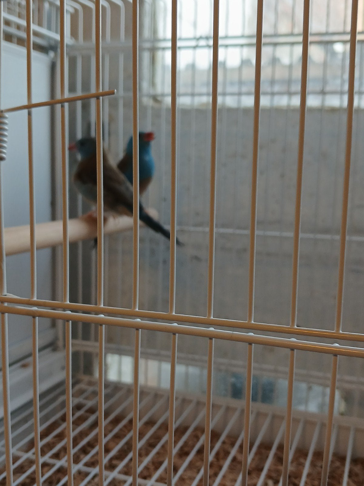 blouwkop fazantje, Dieren en Toebehoren