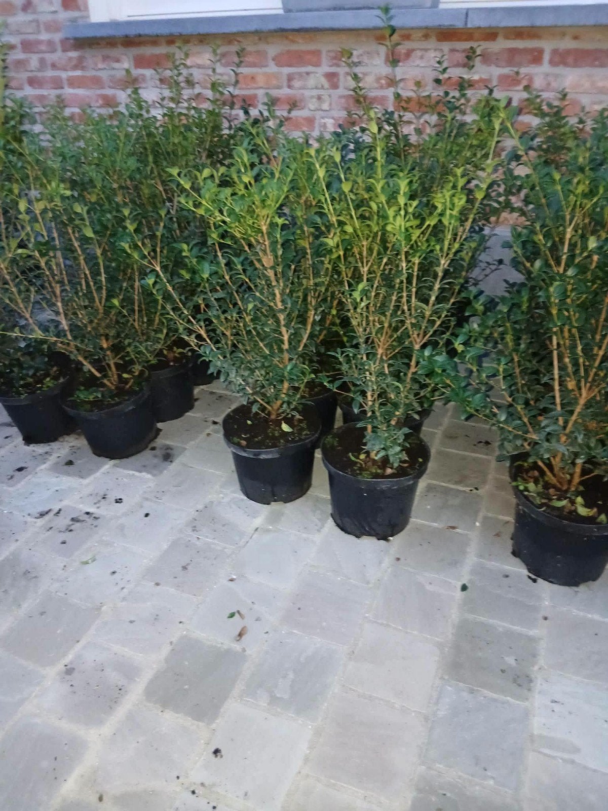 ‼️osmanthus Burkwoodii aan promoprijzen ‼️, Tuin en Terras, Ophalen, Taxus