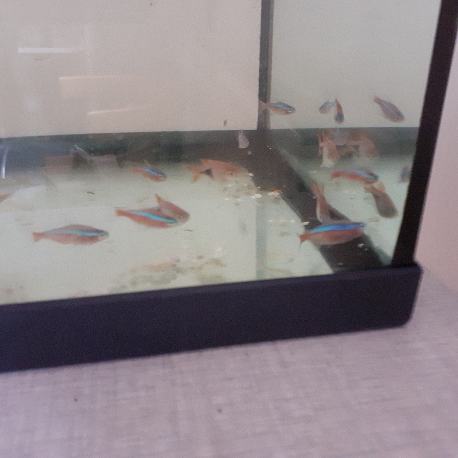 aquaria visjes, Dieren en Toebehoren, Vissen | Aquariumvissen, Vis